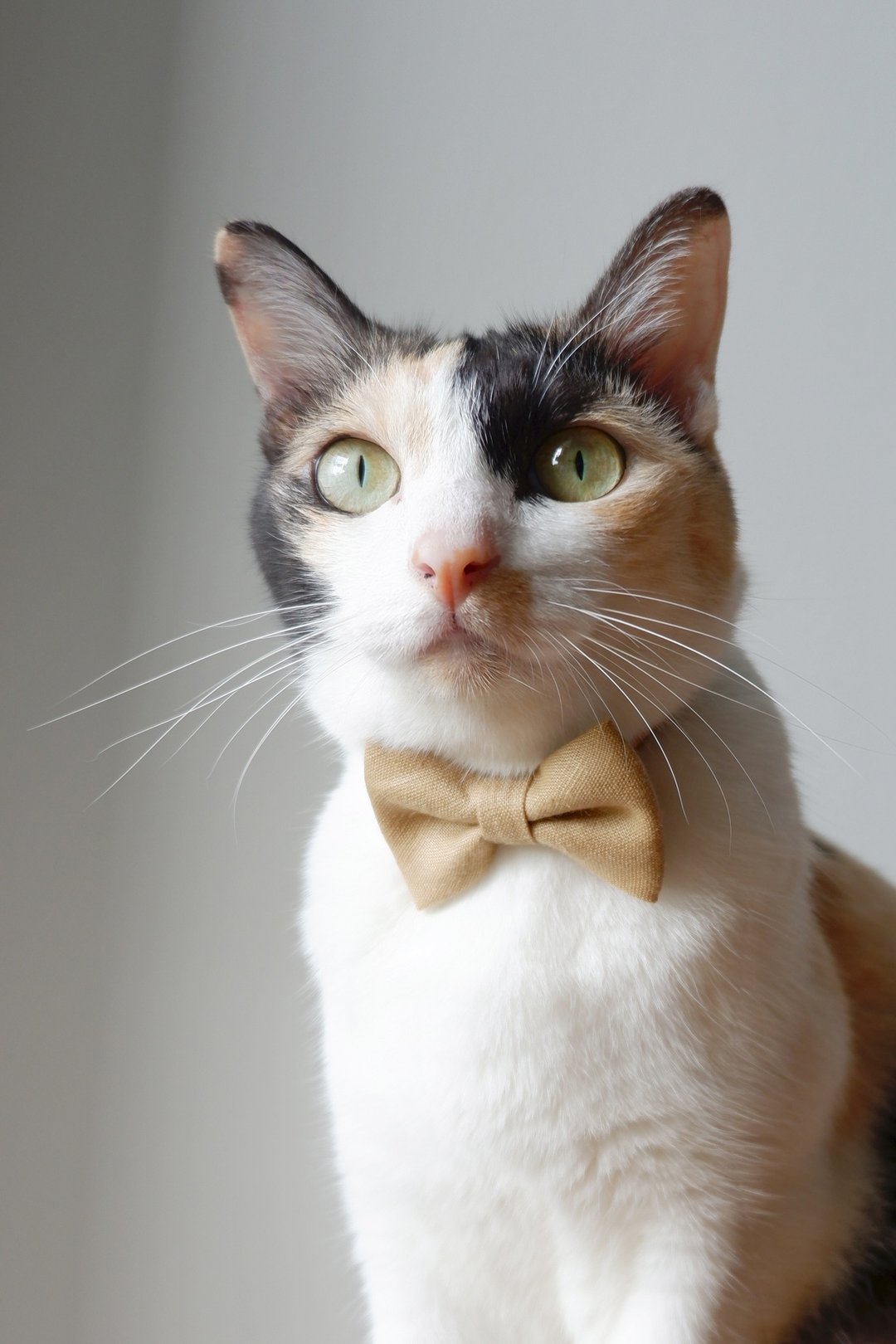 Earthy Breakaway Cat Collar : Wheat color - 项圈/牵绳 - 棉 卡其色