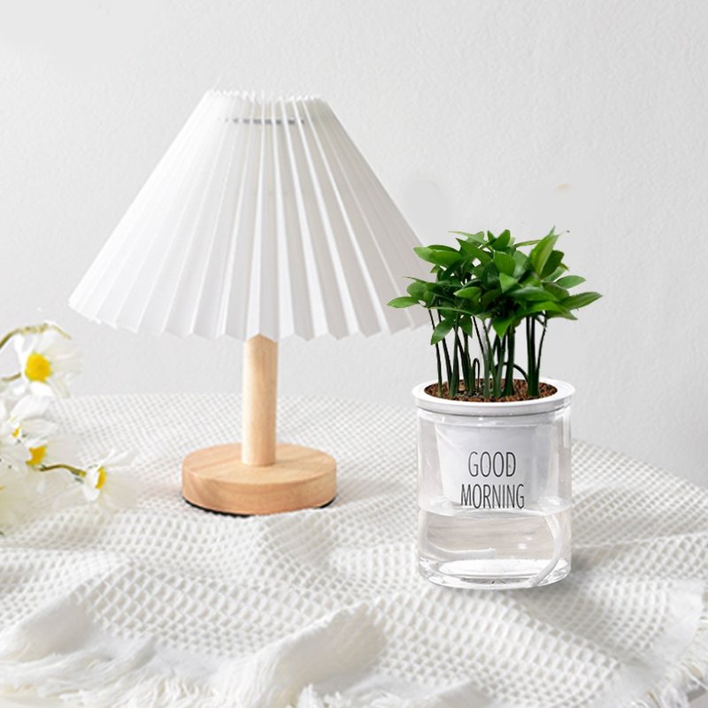 植栽 室内盆栽 竹柏 日本艾草 懒人盆栽 - 植栽/盆栽 - 塑料 多色