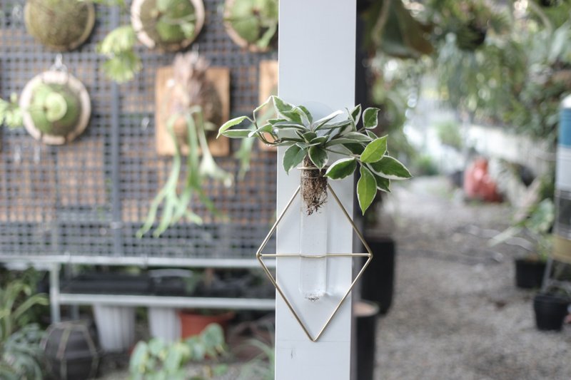 水培植栽│斑叶球兰_室内植物 壁挂式试管玻璃瓶 - 植栽/盆栽 - 玻璃 