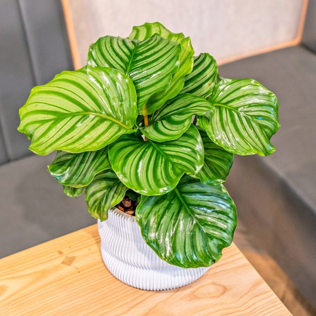 青苹果竹芋 7寸曲线造型白水泥盆 观叶植物室内桌上摆饰 - 植栽/盆栽 - 植物．花 