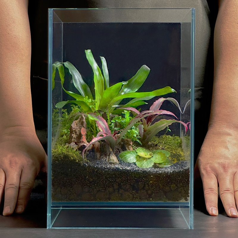 叶绽旺来 / 定制化造景生态缸 - 植栽/盆栽 - 植物．花 