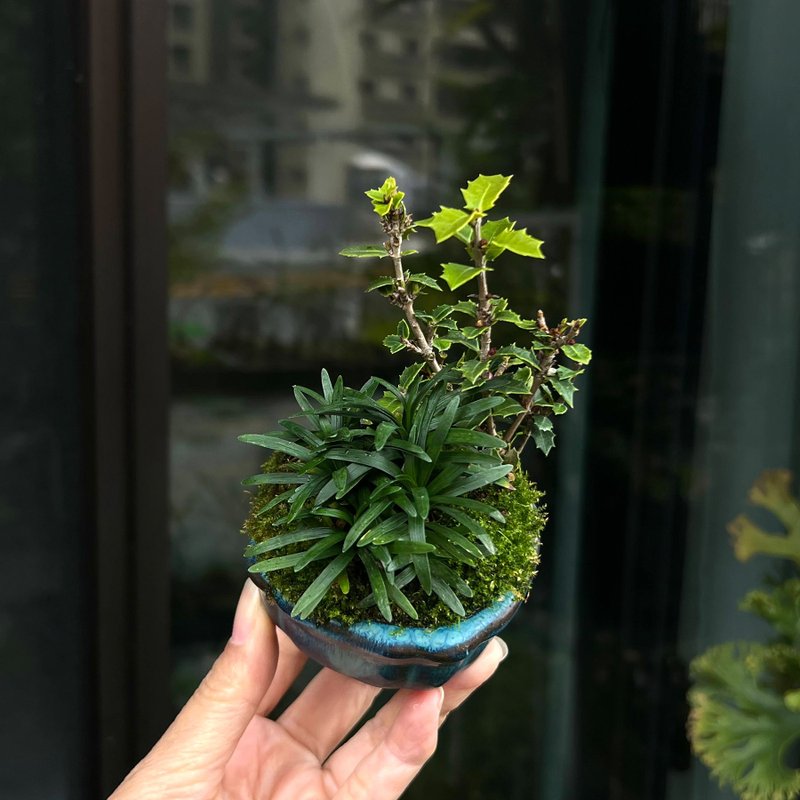 日本香姬∣香氛豆盆栽 - 植栽/盆栽 - 陶 