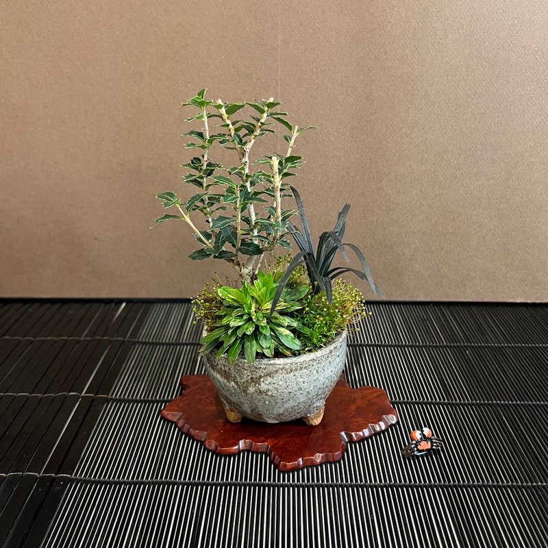 日本香姬∣信乐烧钵 香氛豆盆栽 - 植栽/盆栽 - 陶 