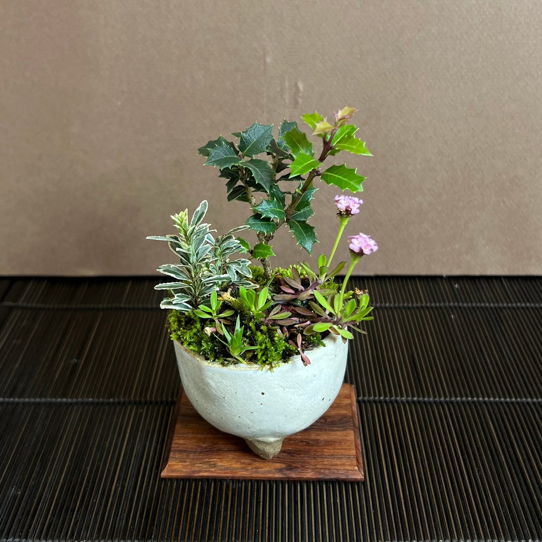 日本香姬 过江龙∣香氛山野草豆盆栽 - 植栽/盆栽 - 陶 