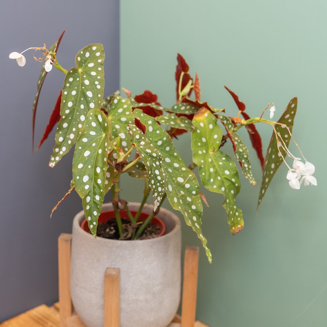 水泥景观盆－星点秋海棠 - 植栽/盆栽 - 植物．花 