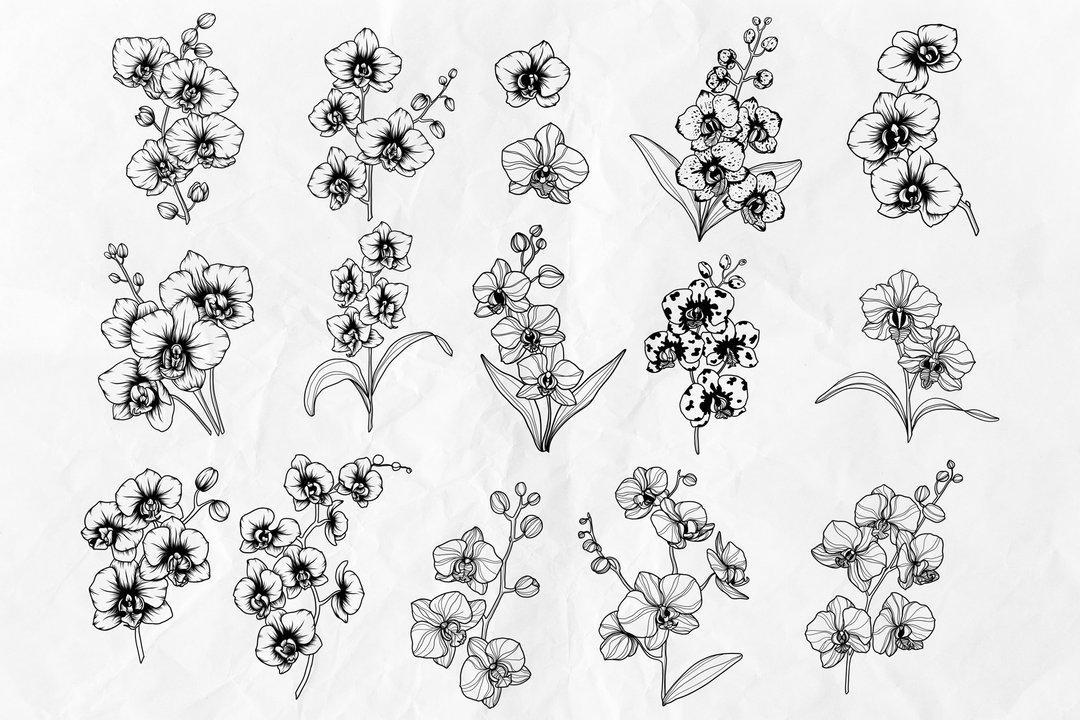 16兰花线条艺术插图SVG剪贴画 - 其他数码设计 - 其他材质 