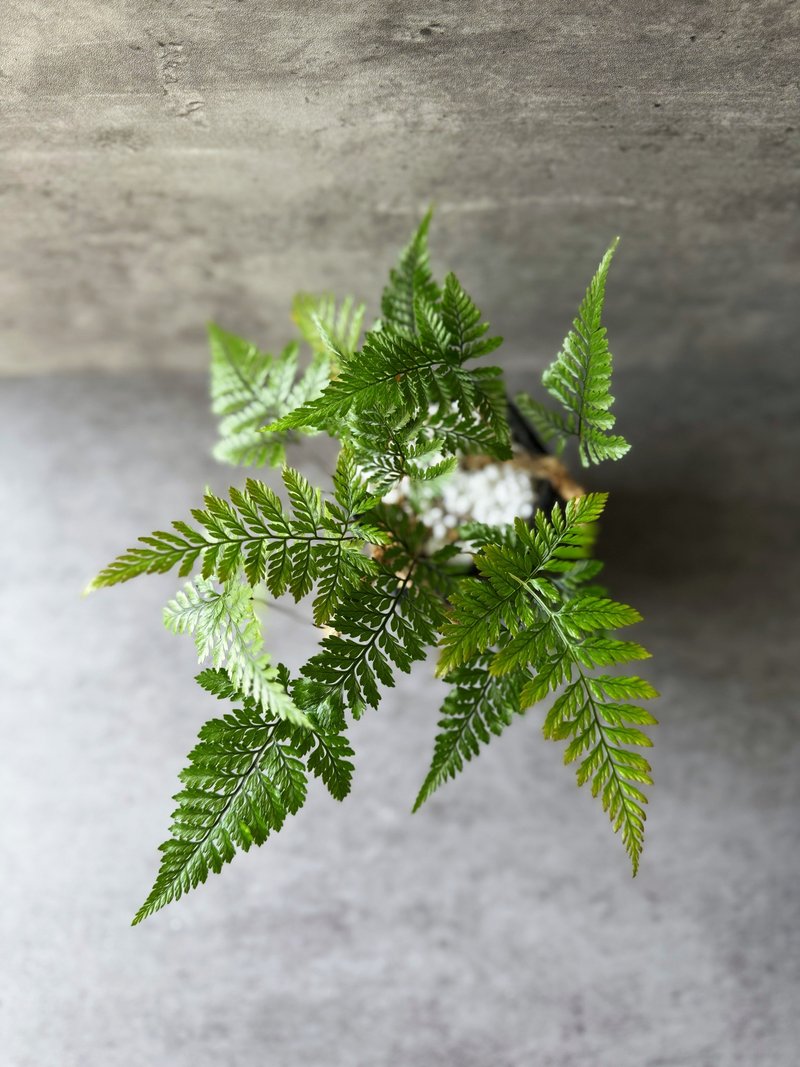 室内植物 兔脚蕨 盆栽 植栽 桌上盆栽 开幕送礼 - 植栽/盆栽 - 植物．花 绿色