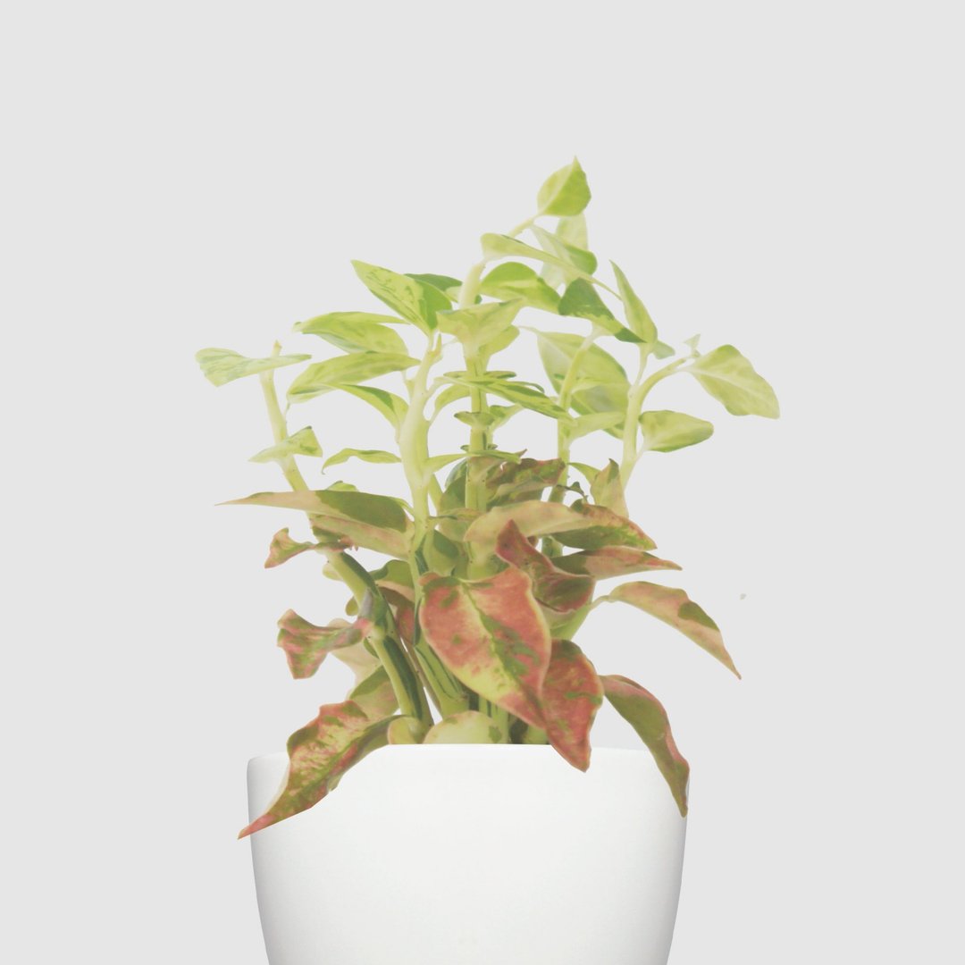 / 水耕犀力 / 变色龙 - 植栽/盆栽 - 植物．花 