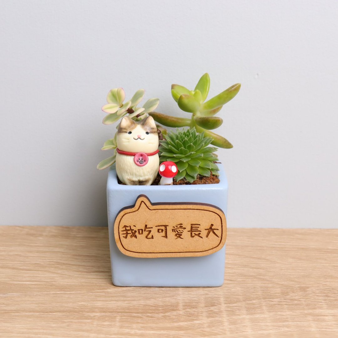 猫咪 多肉植物盆栽 字牌定制 圣诞节 生日 婚礼 开幕 礼物 疗愈 - 植栽/盆栽 - 木头 蓝色