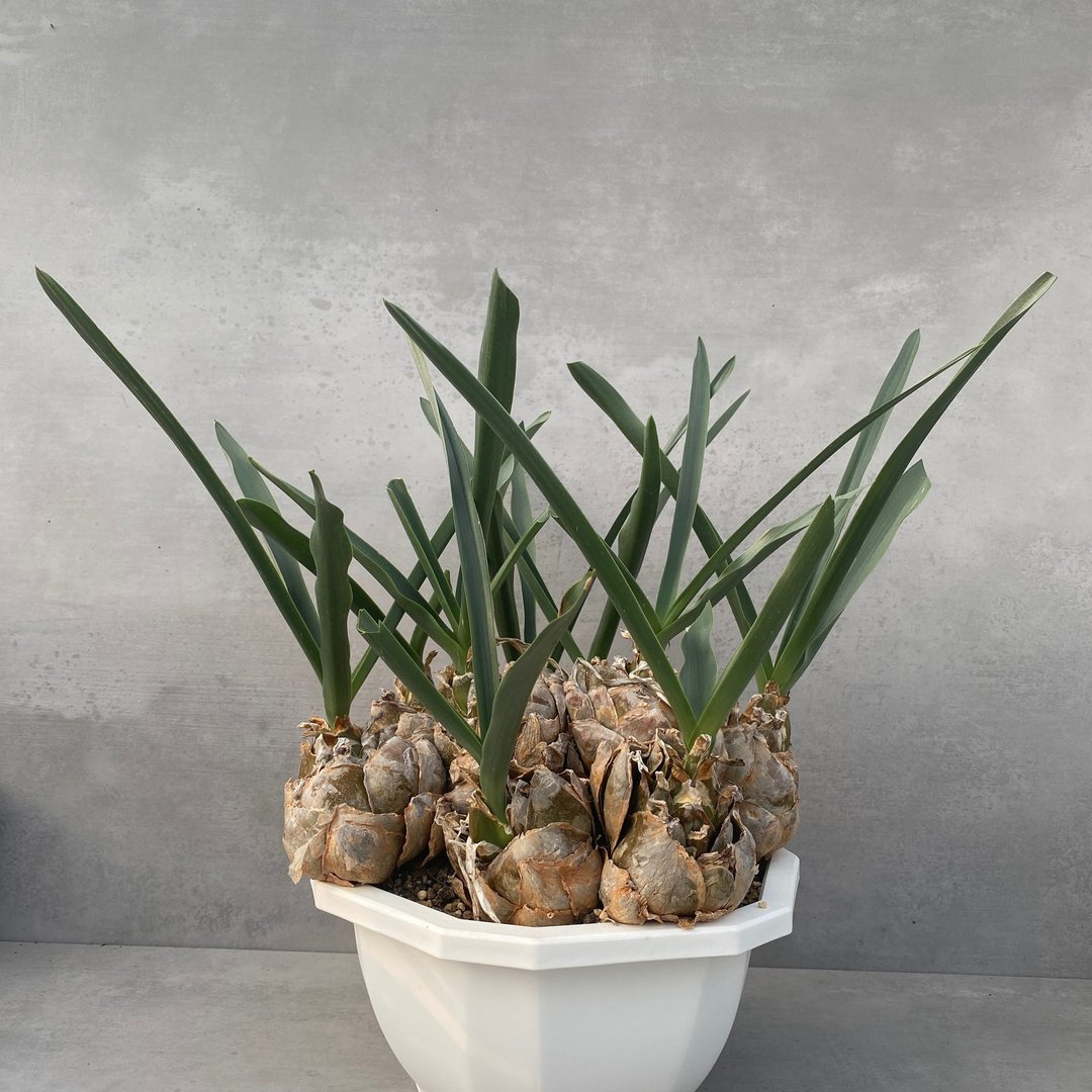 稀有龙鳞球  | 风信子科 | 多肉 球根(一物一拍) |Urginea epigea - 植栽/盆栽 - 植物．花 
