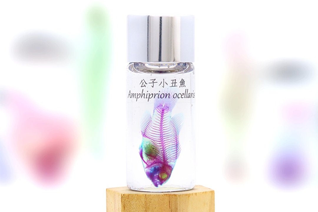 透明生物标本- 公子小丑鱼Amphiprion ocellaris (大)【网络限定 - 摆饰 - 玻璃 