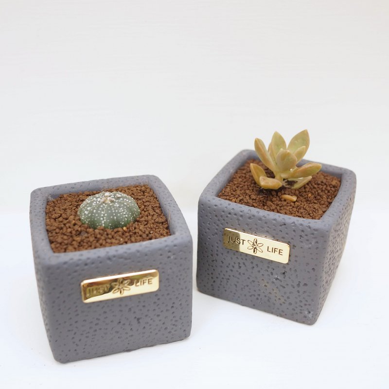 多肉迷你植栽|金属水泥小方盆|随机附赠植物 - 植栽/盆栽 - 植物．花 