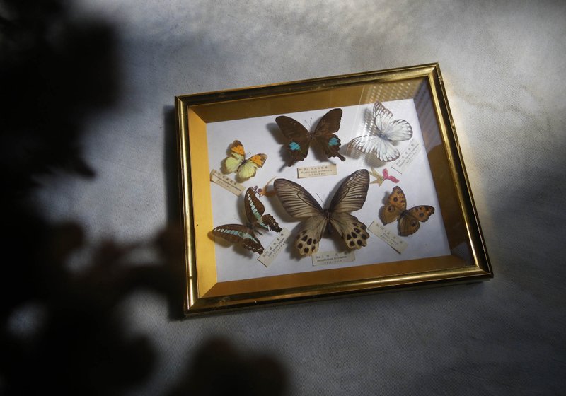 【老时光 OLD-TIME】早期台湾制蝴蝶标本 - 摆饰 - 其他材质 