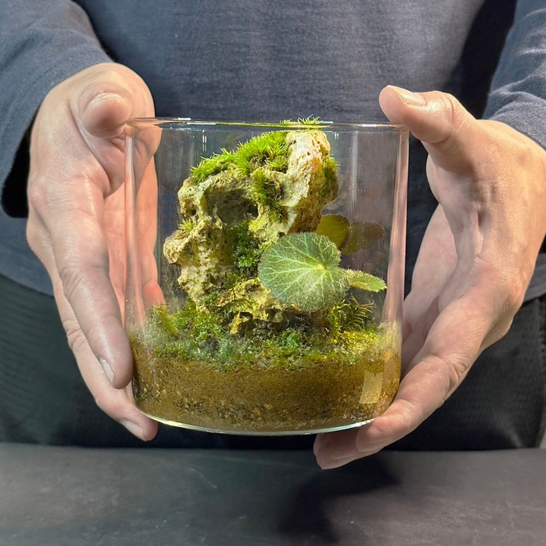 石上苔生 / 主题性定制化造景生态缸 - 植栽/盆栽 - 植物．花 