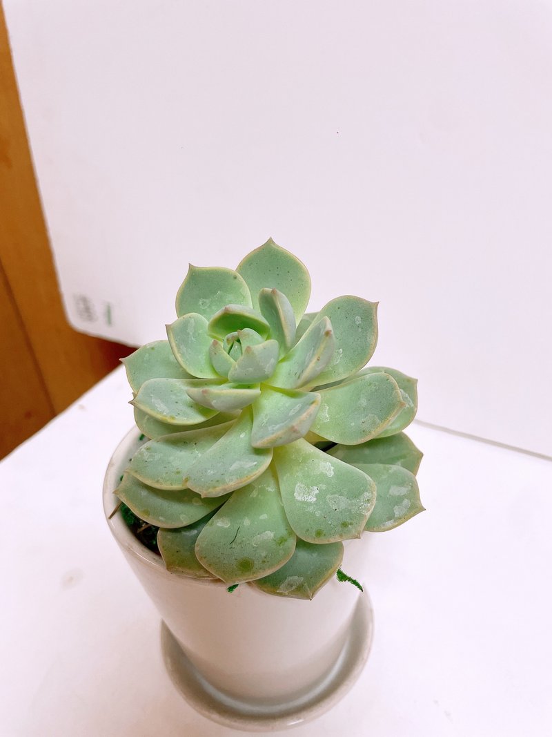 【多肉植物】白牡丹 文青首推 送礼自用观赏 - 植栽/盆栽 - 陶 