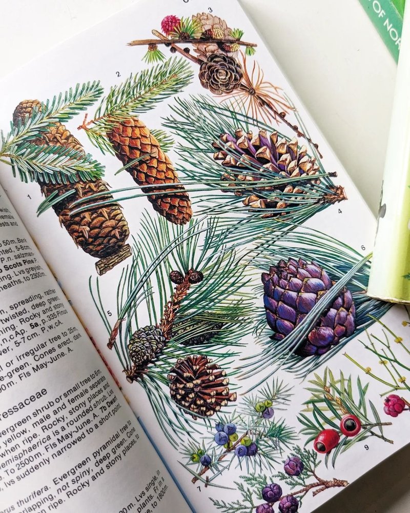 三本植物图鉴/高山花卉/植物色彩/农作蔬果/古书/图鉴/花艺/花卉 - 刊物/书籍 - 纸 黄色