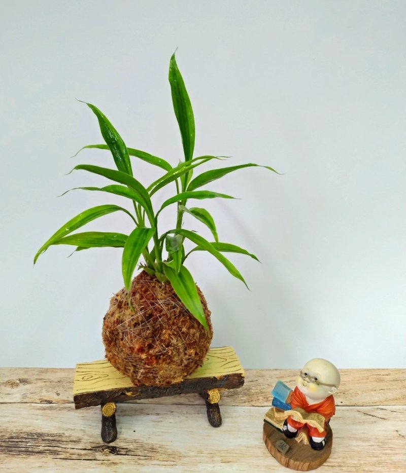 居家幸福苔球 苔玉 智利原色水苔 五行幸运植物 黄金竹 - 植栽 - 植物．花 
