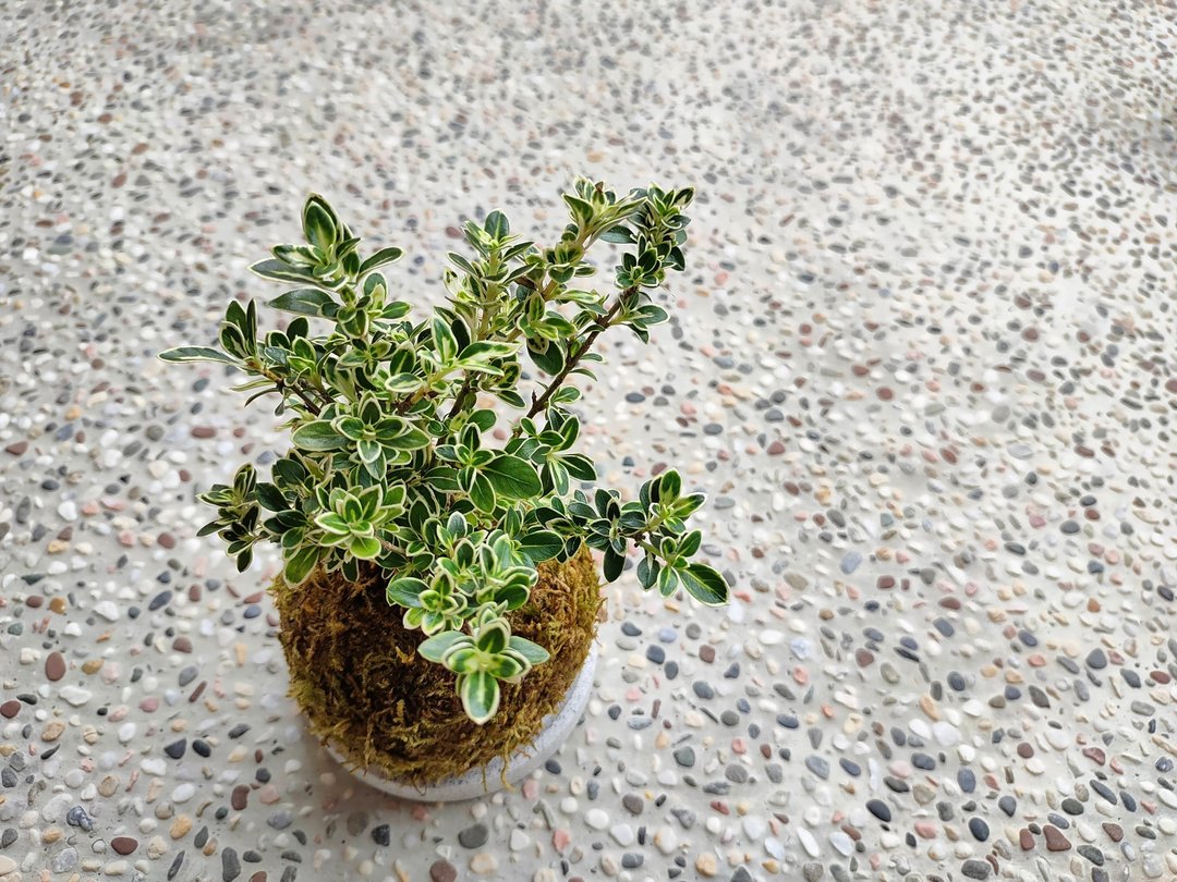 斑叶六月雪苔球│阳台植物│喜光植物│观叶植物 - 植栽/盆栽 - 植物．花 黄色