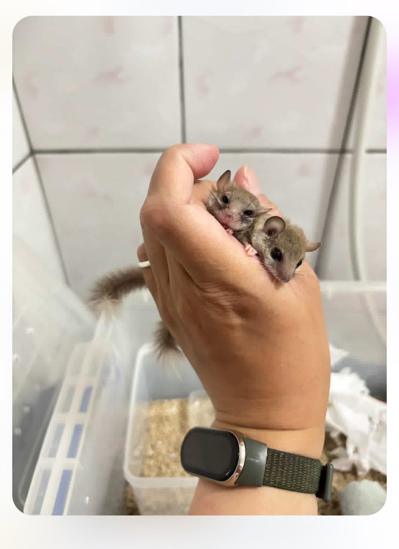 米菲和史努比麻麻订制的的珍珠925纯银项链 - 项链 - 银 