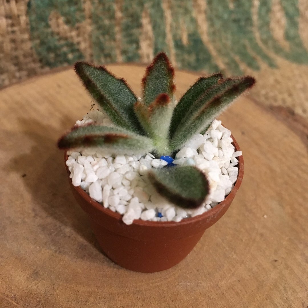 植物是活的！购买请看我～! - 植栽/盆栽 - 植物．花 