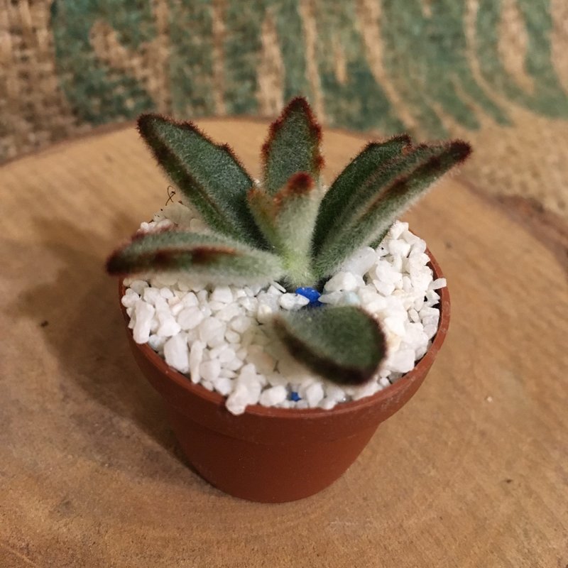 植物是活的！购买请看我～! - 植栽/盆栽 - 植物．花 