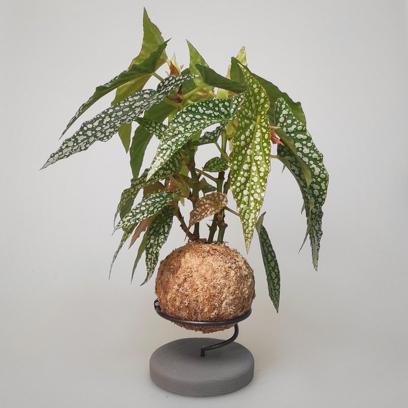 微一设计/银星海棠+水泥底座 - 植栽/盆栽 - 植物．花 绿色