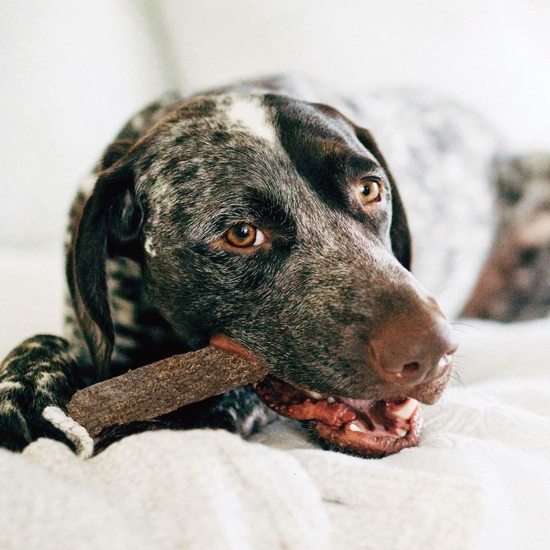 洁牙骨  森林史迪克2件组 (小中大型犬 / 3尺寸)  宠物玩具 - 玩具 - 其他材质 