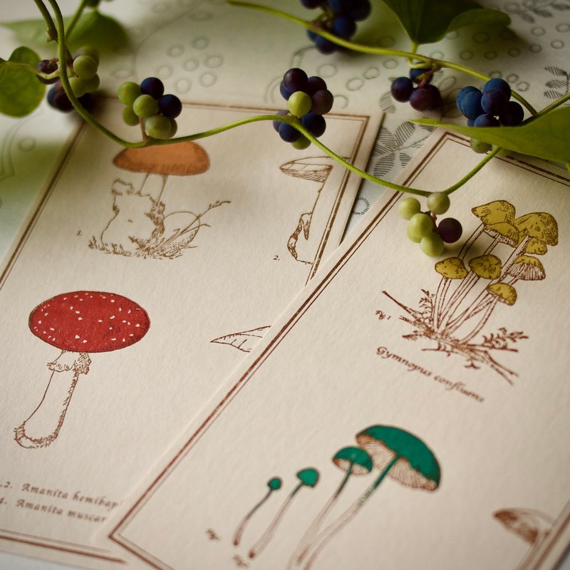 2 postcards / mushroom / 90 x 148mm / letterpress printing - 卡片/明信片 - 纸 
