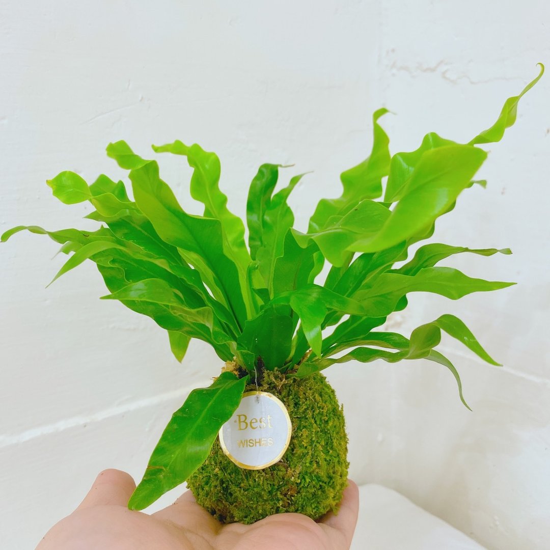 【植物苔球】鲜活苔藓山苏 苔球  疗愈 文青 送礼 观叶植物 室内 - 植栽/盆栽 - 植物．花 卡其色