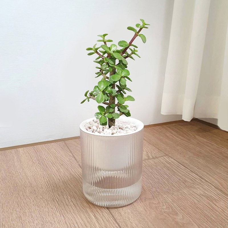 植栽 室内盆栽 幸运小树 银杏木 无印风 懒人盆栽 - 植栽/盆栽 - 塑料 绿色
