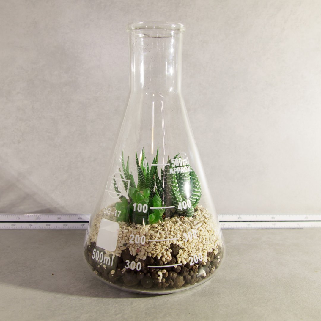 500ml锥形烧杯/百合科肉肉【植物保固】 礼物 - 植栽 - 玻璃 绿色