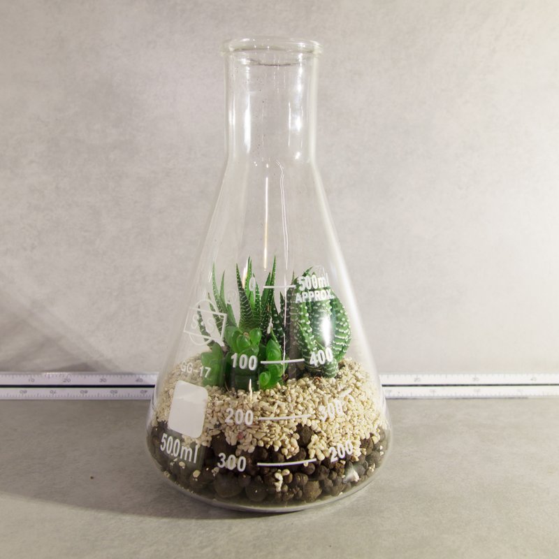 500ml锥形烧杯/百合科肉肉【植物保固】 礼物 - 植栽 - 玻璃 绿色