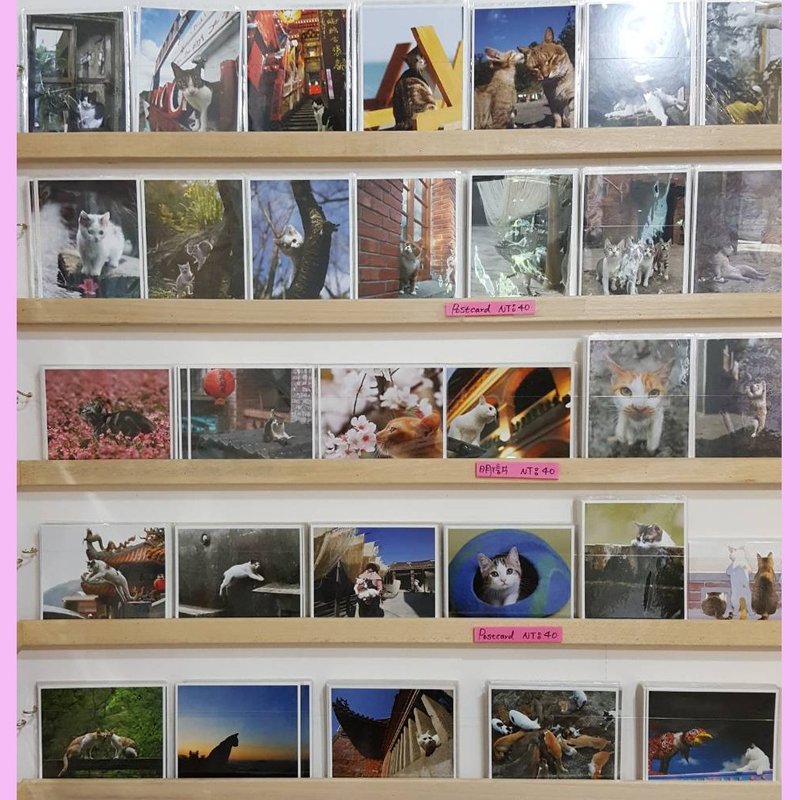 三猫小铺猫咪摄影明信片套组--任选6张,须告知作品名称-- - 卡片/明信片 - 纸 