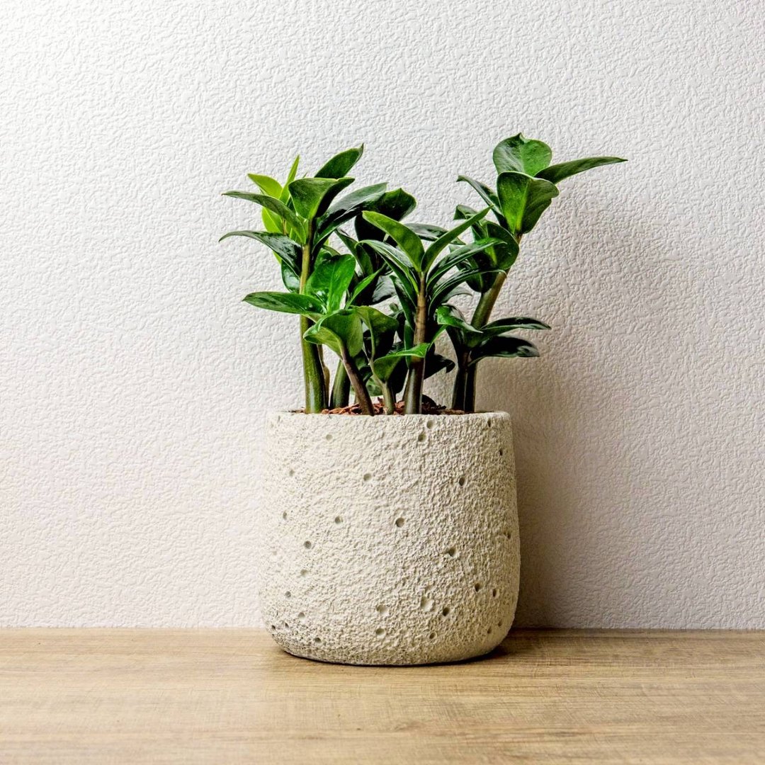 金玺金钱树 圆点白小水泥盆栽 + 装饰小公仔1组 - 植栽/盆栽 - 植物．花 绿色
