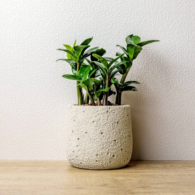 金玺金钱树 圆点白小水泥盆栽 + 装饰小公仔1组 - 植栽/盆栽 - 植物．花 绿色
