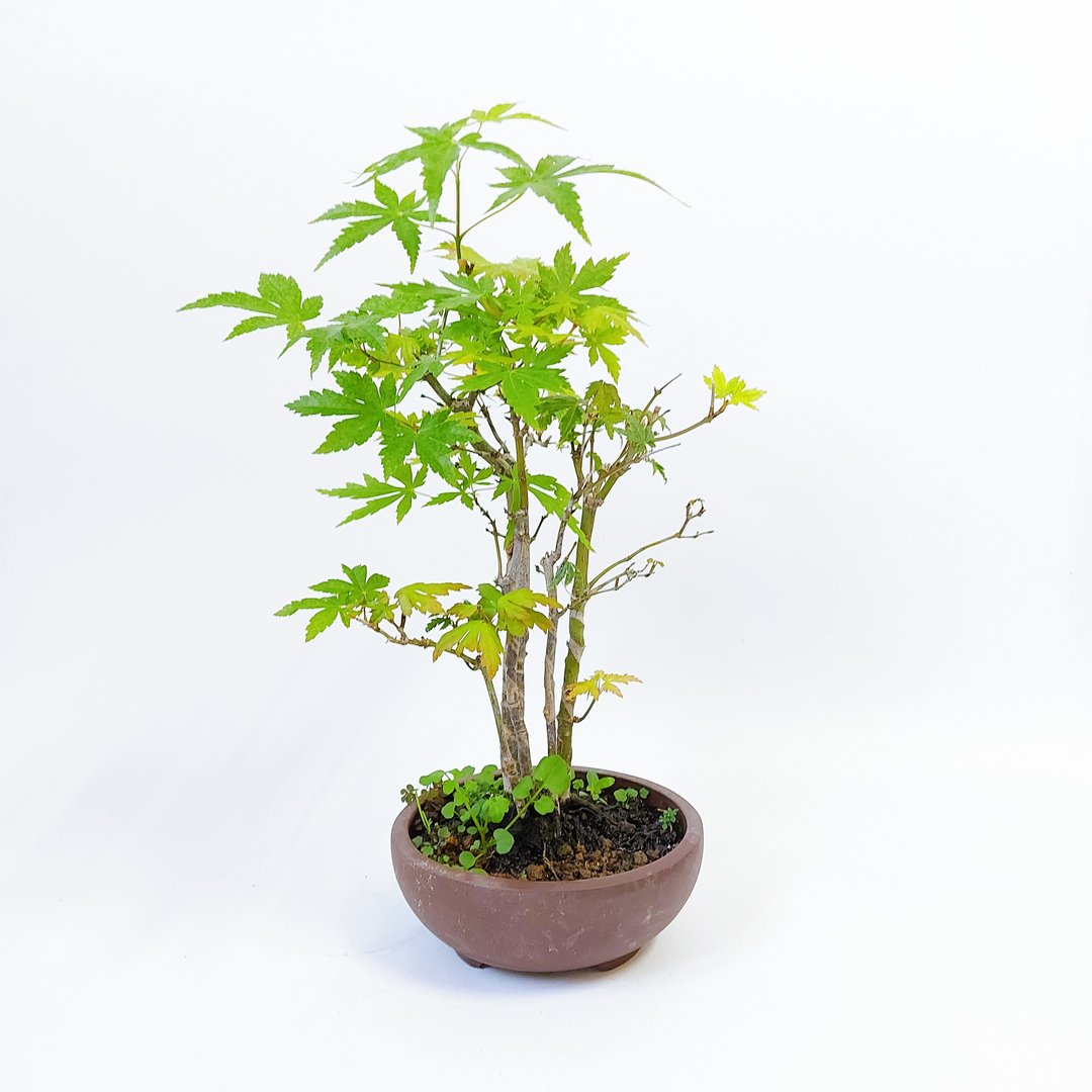 浮生精选【日本原株山槭・丛干・イロハモミジ】 - 植栽/盆栽 - 植物．花 