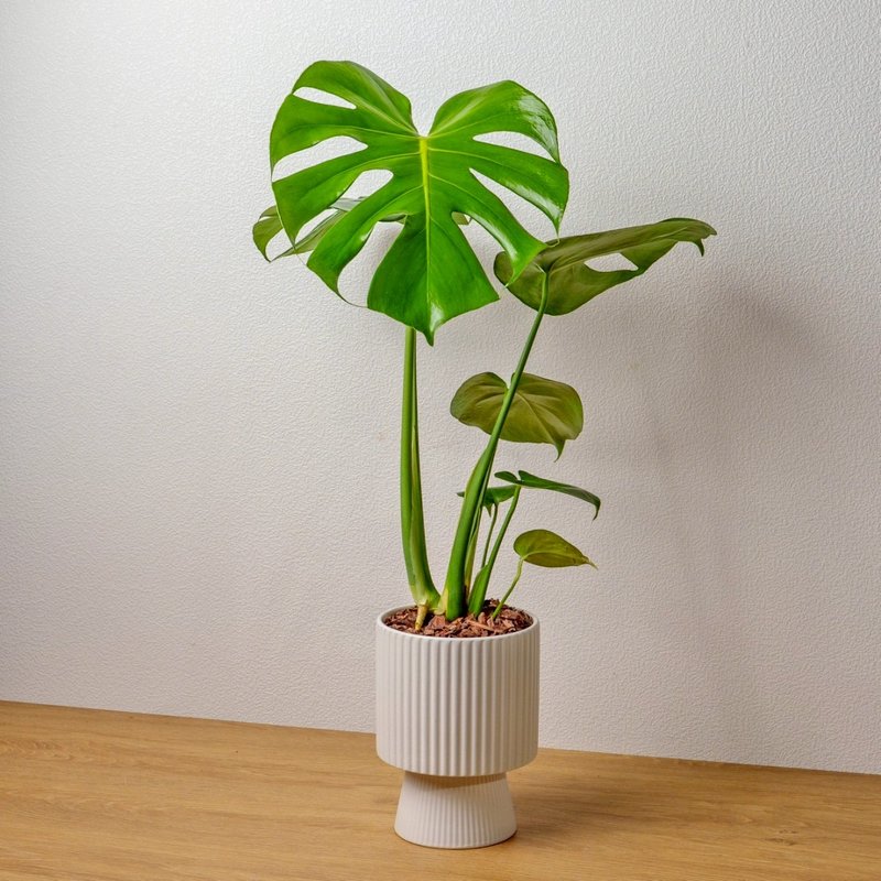 龟背芋白色高脚陶盆 桌上盆栽 室内植物 礼物 - 植栽/盆栽 - 植物．花 白色