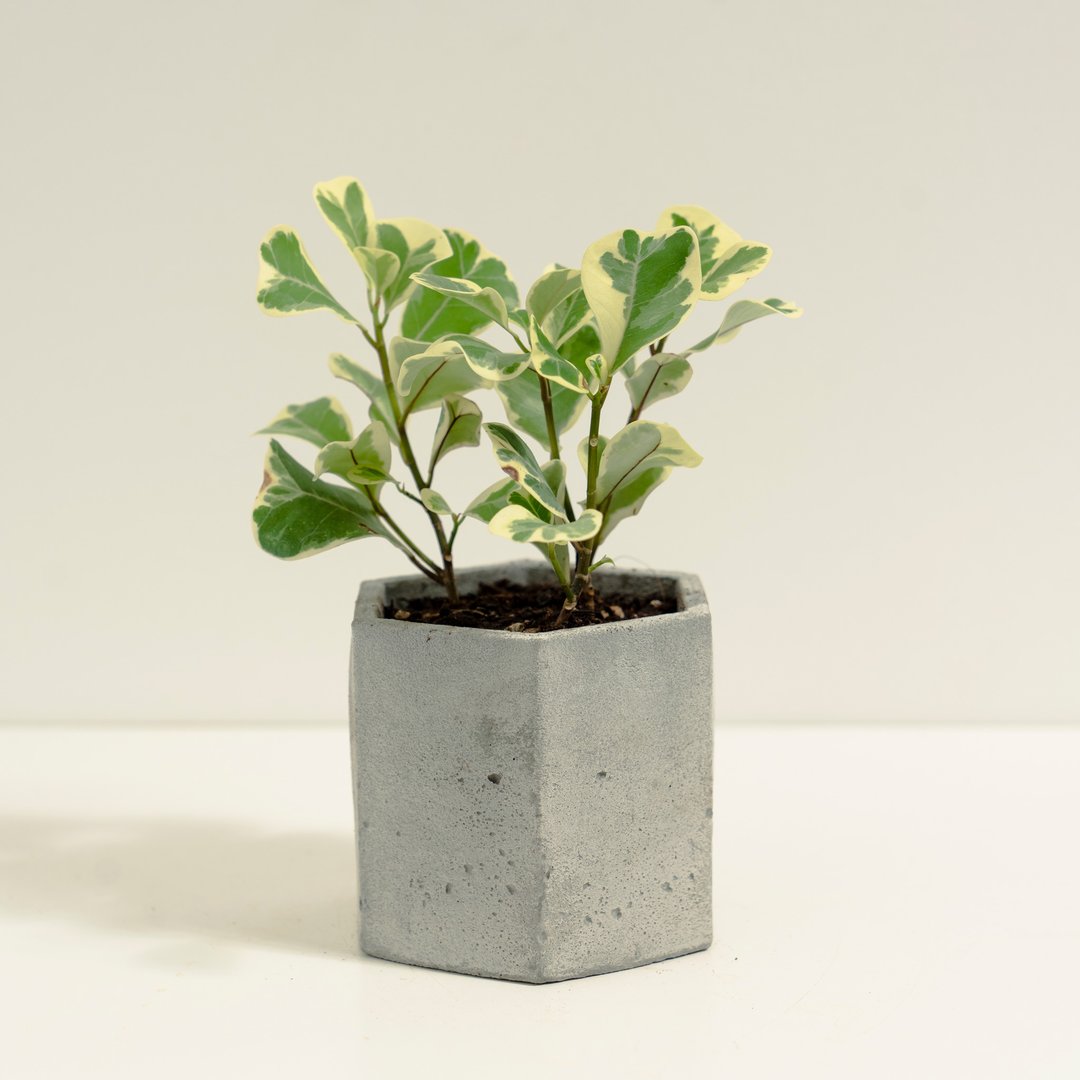 斑叶三角榕│泥作系列│福所栽 - 植栽/盆栽 - 水泥 绿色