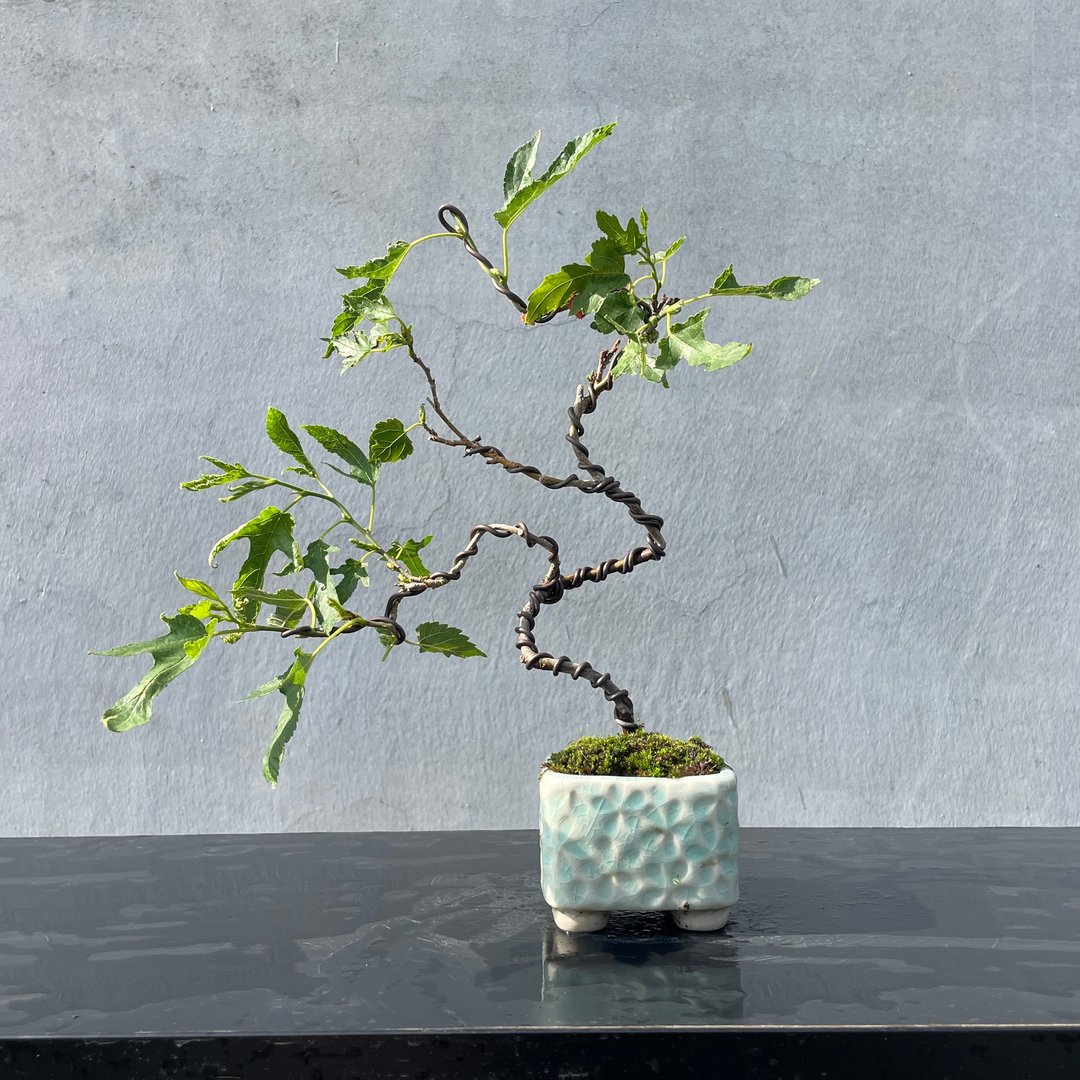 小品盆栽 - 槭叶桑椹 盆景 送礼 - 植栽/盆栽 - 植物．花 