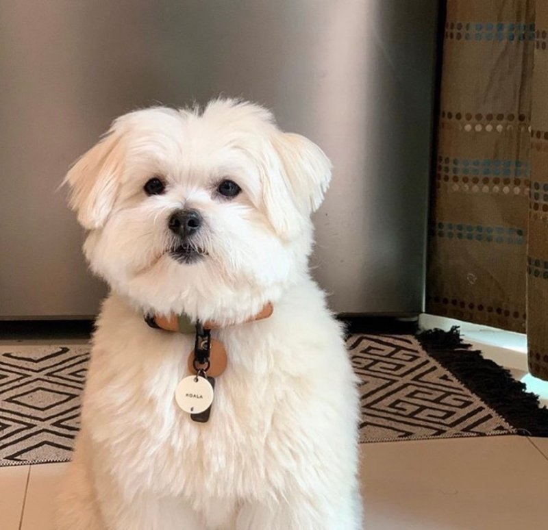 个人化都市宠物名牌 - 宠物名 + 电话 - 项圈/牵绳 - 防水材质 