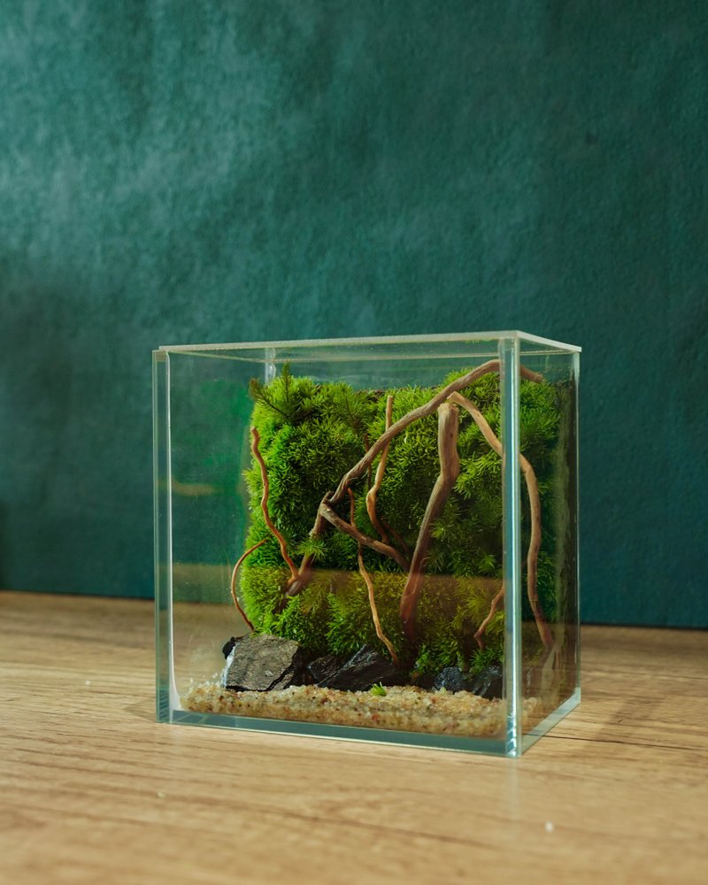 自然世界生态瓶 (DIY 生态瓶套装) 附影片教学 - 植栽/盆栽 - 植物．花 绿色