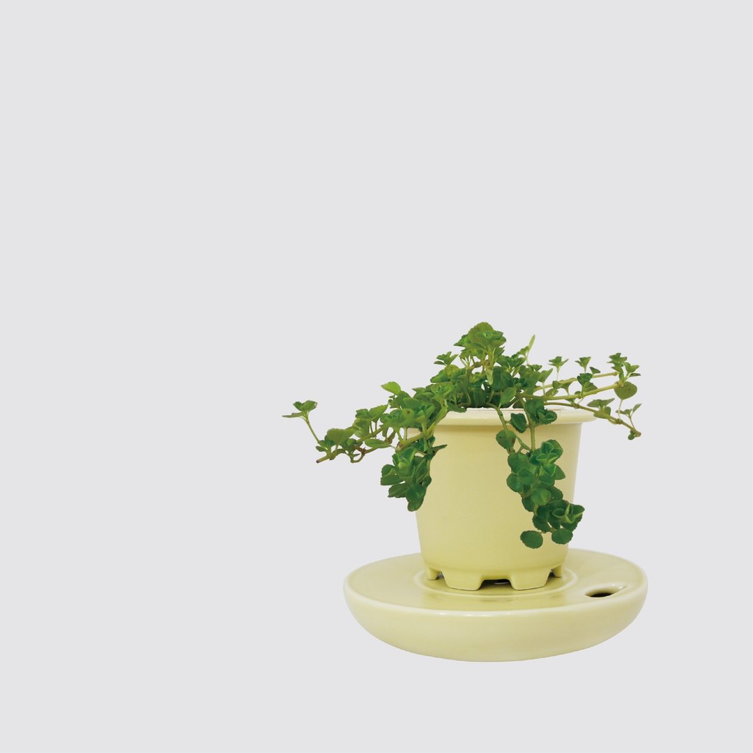 │ 窑瓷系列 │ 婴儿泪 - 宠物友善 垂吊 水耕盆栽 瓷器 - 植栽/盆栽 - 植物．花 