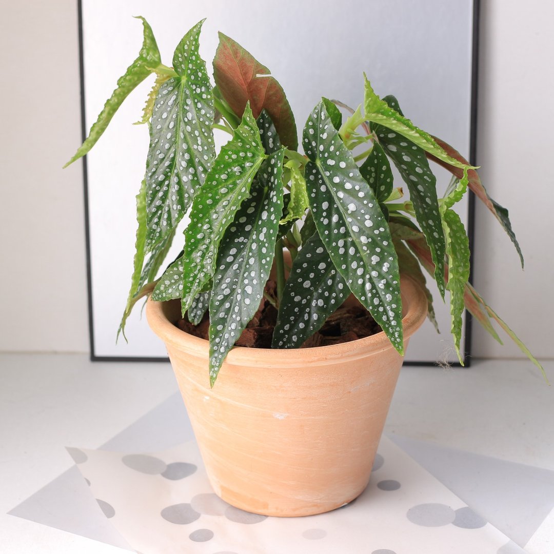 植栽 盆栽 l 白冰秋海棠  Deroma帝罗马花盆 开幕盆栽 室内植栽 - 植栽/盆栽 - 陶 