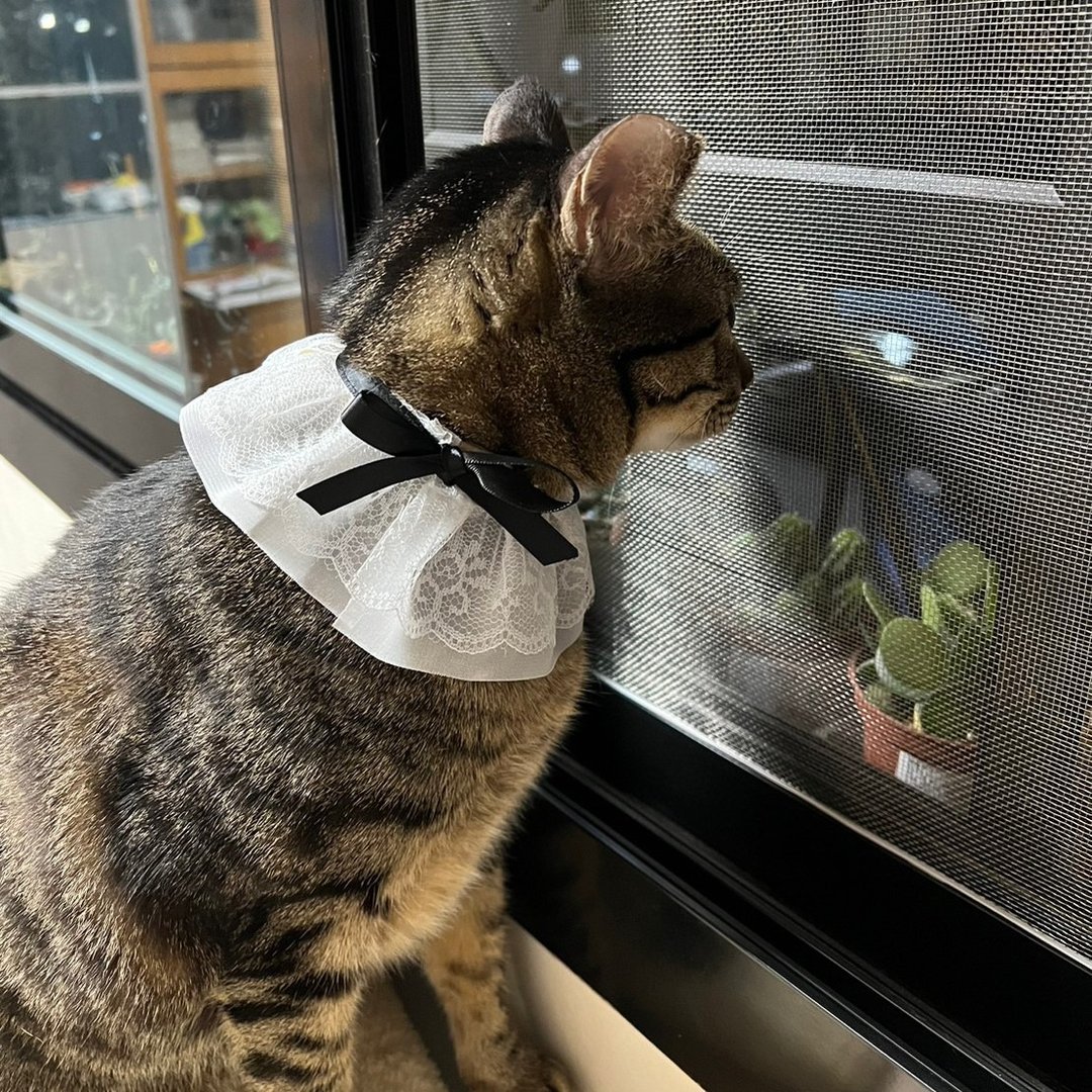 【定制化礼物】蕾丝领巾 猫咪领巾 猫领巾 宠物领巾 - 项圈/牵绳 - 棉 