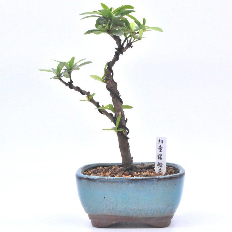 细叶龙船花 - 植栽/盆栽 - 植物．花 