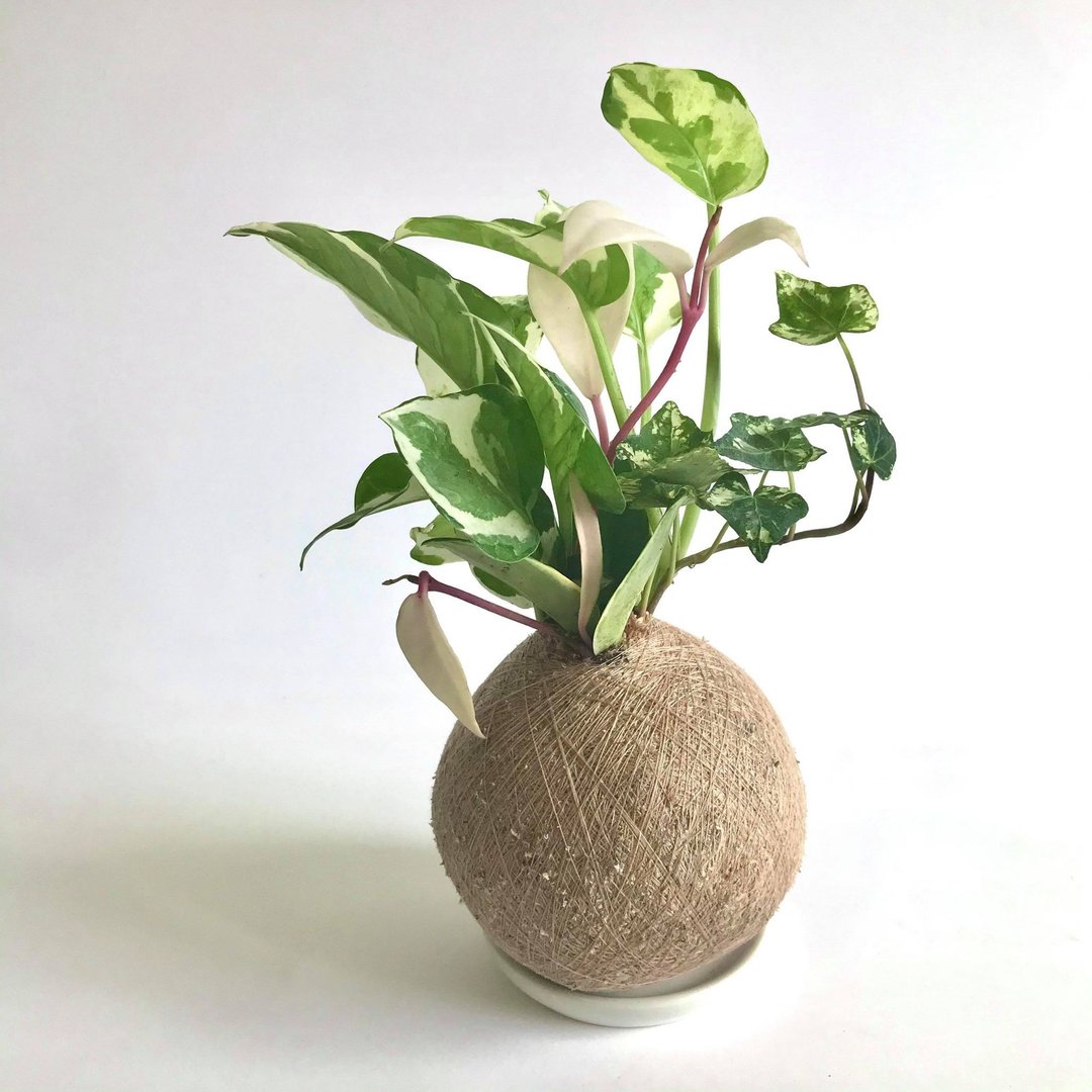 喜悦黄金葛 三品组合植栽苔球 - 植栽/盆栽 - 植物．花 
