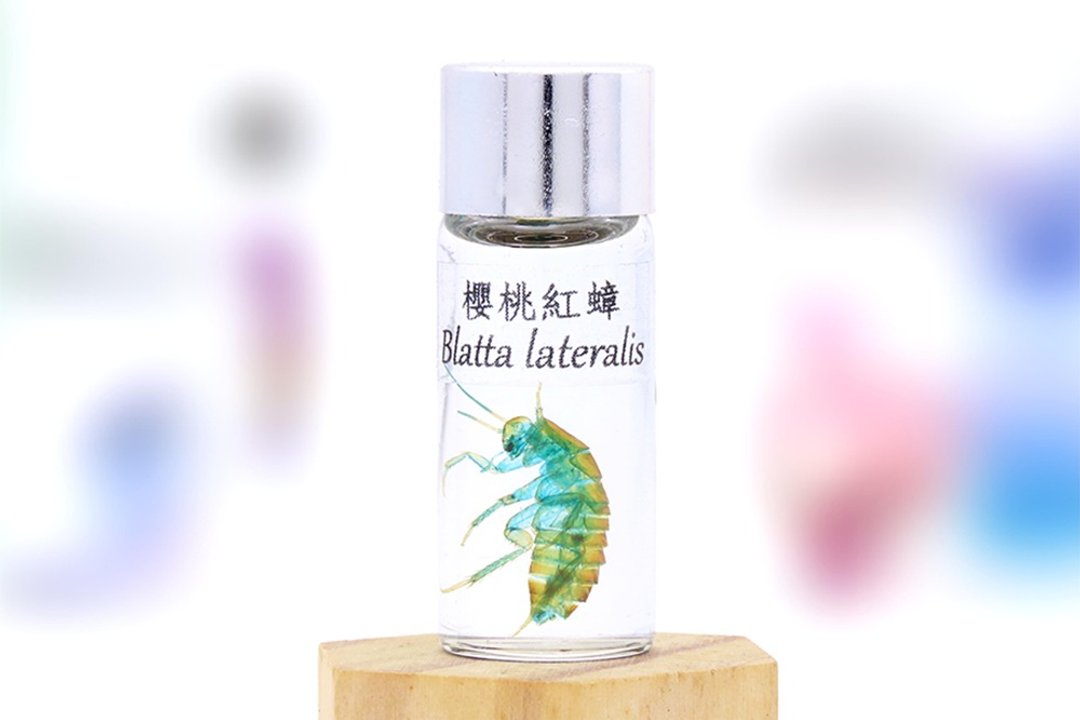透明生物标本 - 樱桃红蟑 Blatta lateralis - 摆饰 - 玻璃 