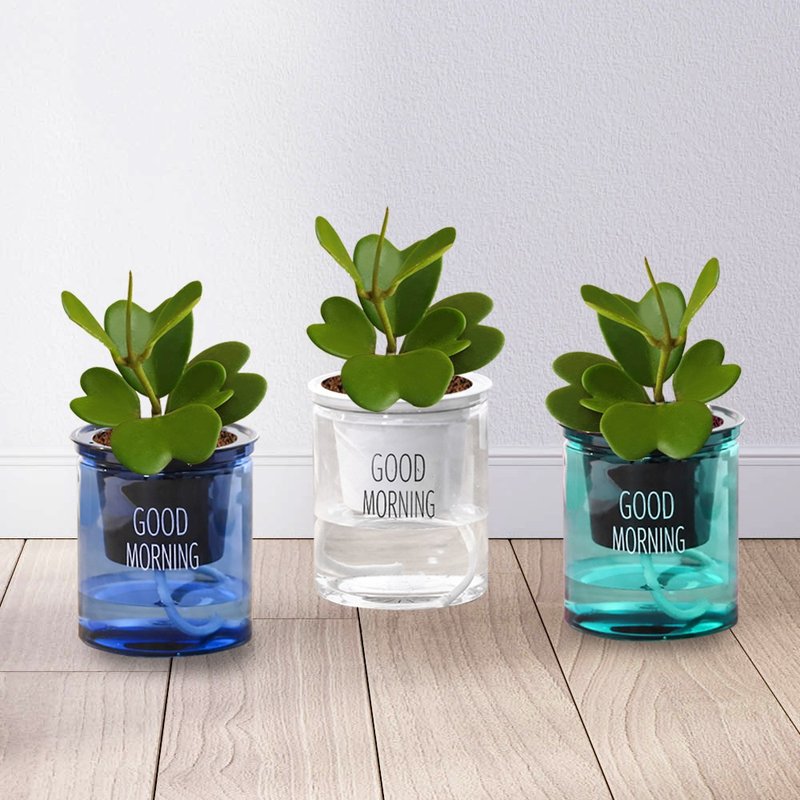 植栽 室内盆栽 爱心 心叶球兰 懒人盆栽 - 植栽/盆栽 - 塑料 多色