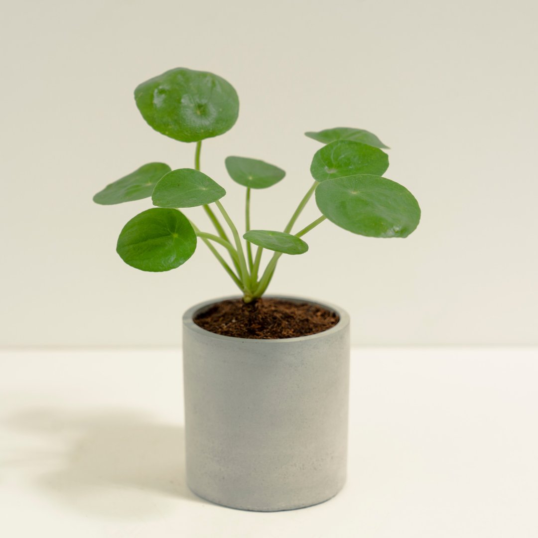 镜面草│泥作系列│福所栽 - 植栽/盆栽 - 水泥 绿色