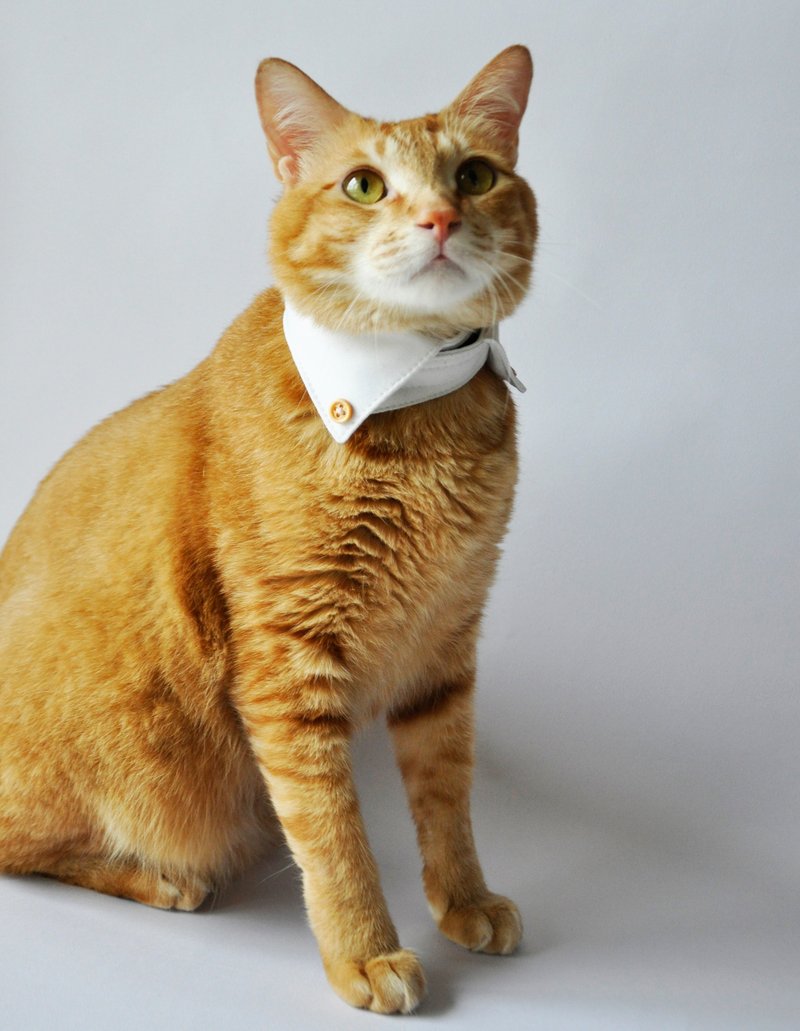 猫衬衫领子  衬衫领子项圈 - 项圈/牵绳 - 棉．麻 卡其色